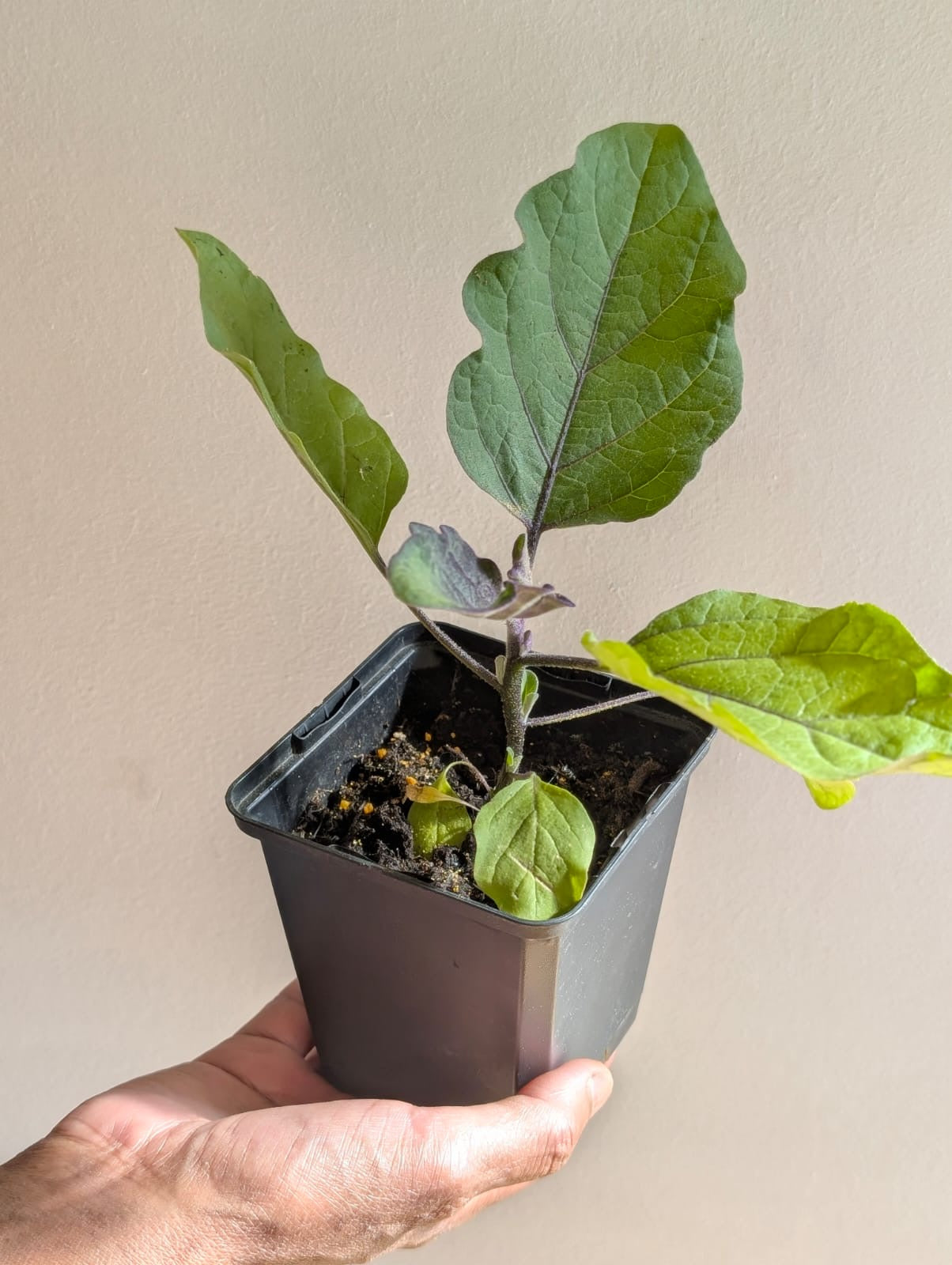 Asian Aubergine Plant – Long Purple Variety (Brinjal / Begun)